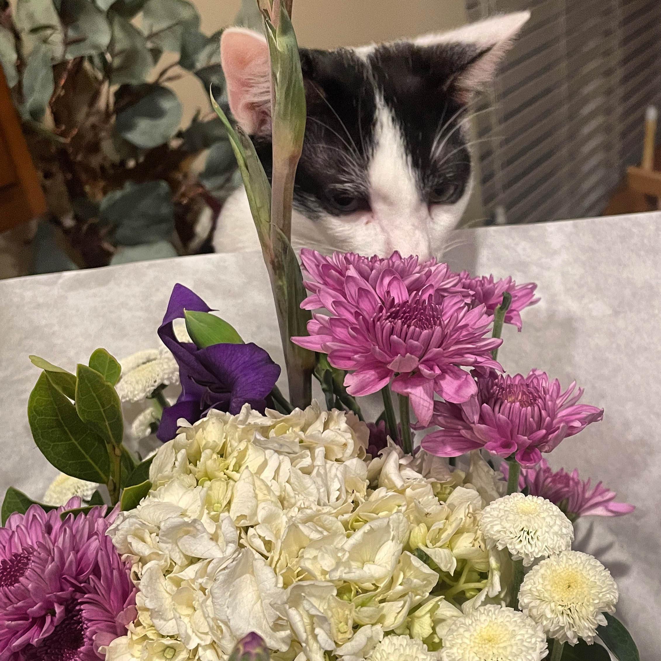 KindyyBee's Cat Chimmy, Flowers