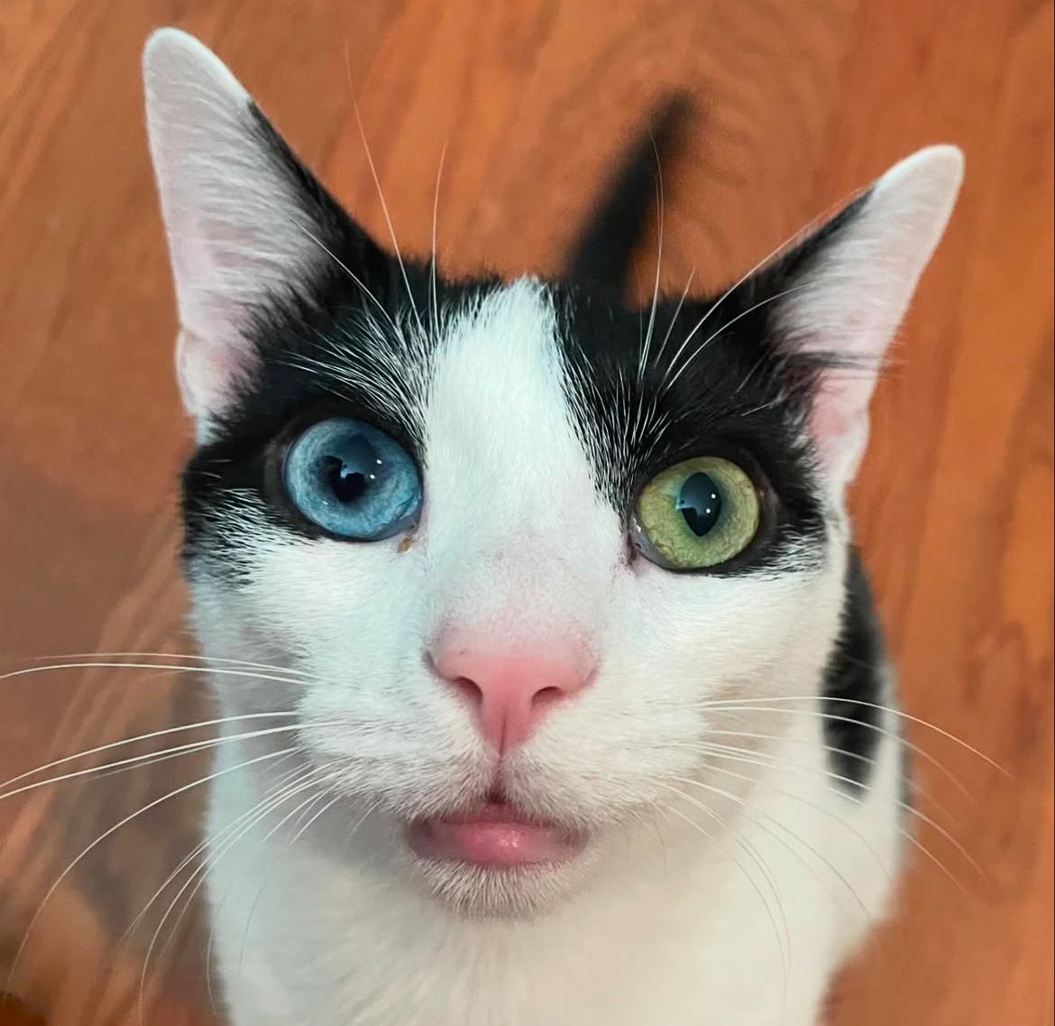 KindyyBee's Cat Chimmy, Heterochromia